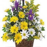 Pinas Gift